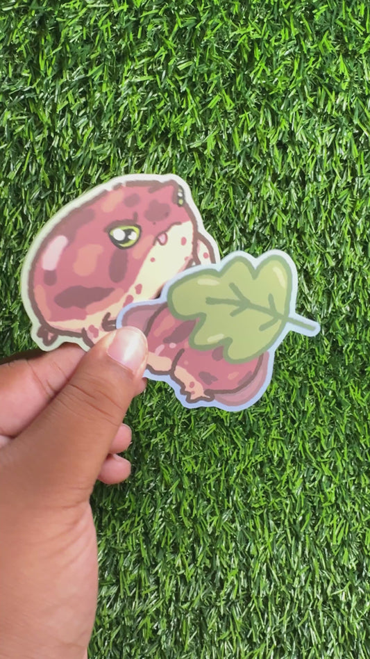 Angry Frog Doodle Sticker Set || Desert Rain Frog || Vinyl Waterproof Stickers